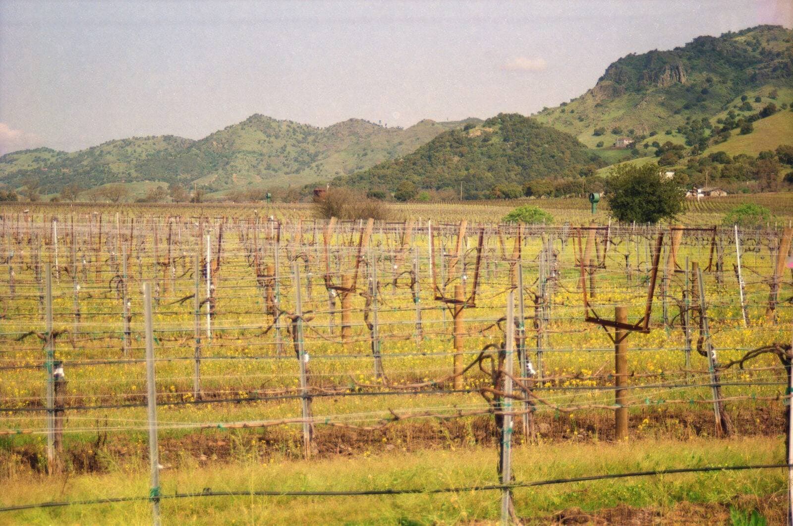 Beautiful Sonoma - Sonoma Real Estate
