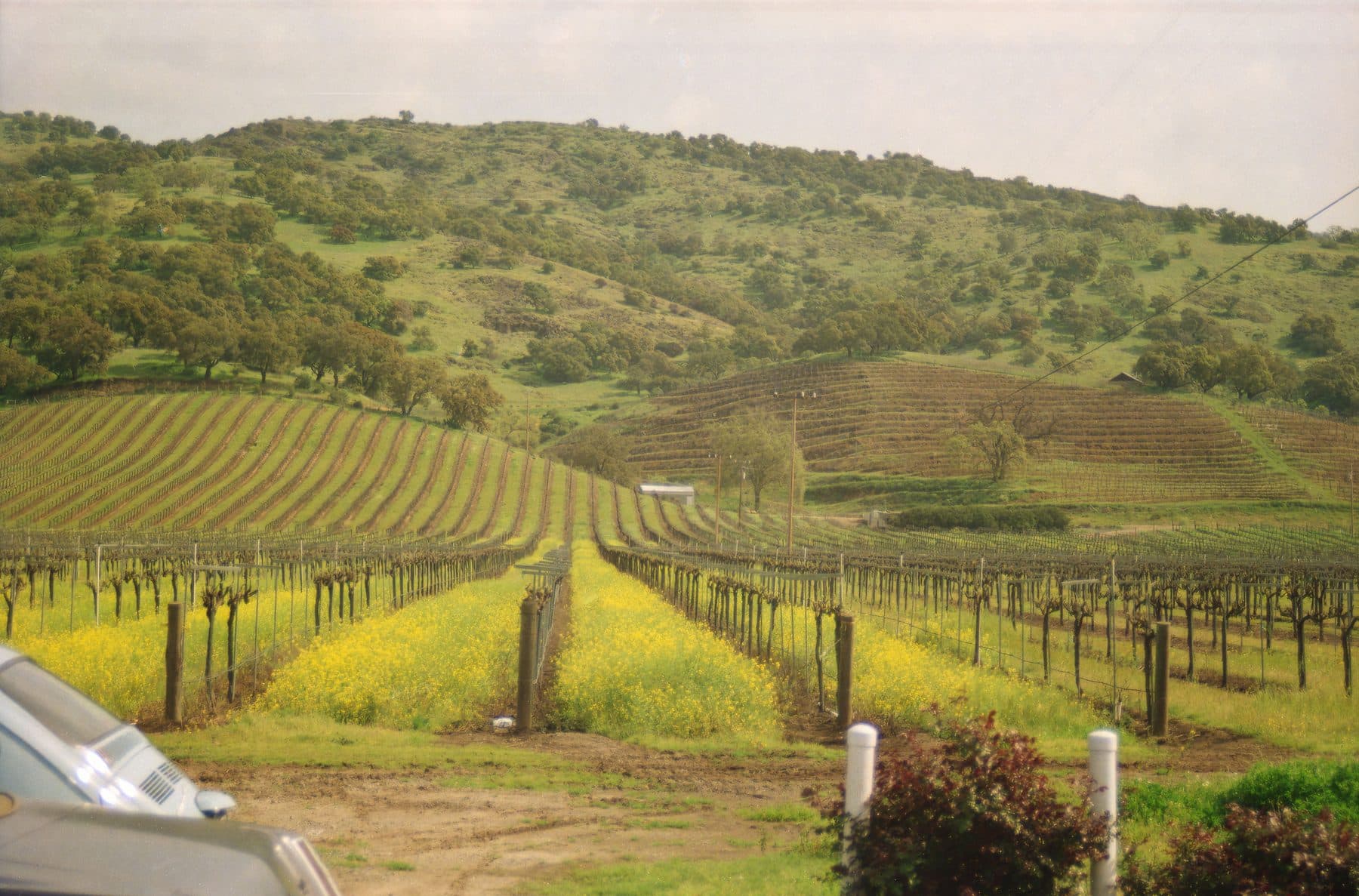 Rolling vineyard hills in Sonoma, California